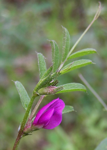 Vicia sativa