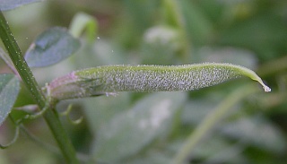 Vicia sativa