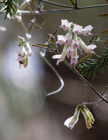 Vicia scandens