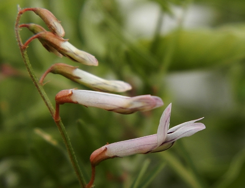 Vicia voggenreiteriana