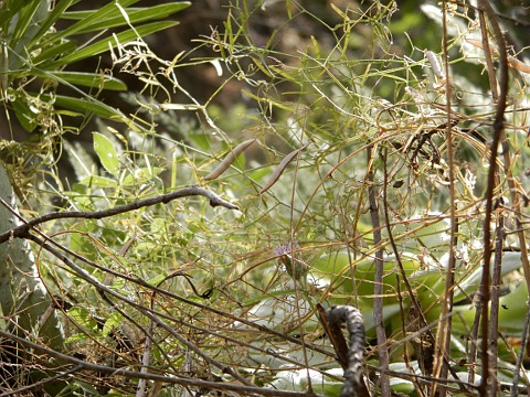 Vicia voggenreiteriana