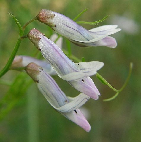 Vicia vulcanorum