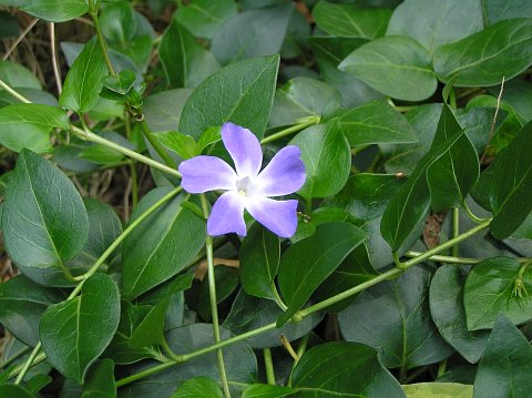 Vinca
          major