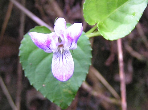 Viola anagae