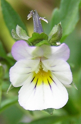 Viola arvensis