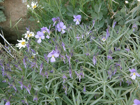 Viola cheiranthifolia