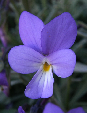 Viola cheiranthifolia