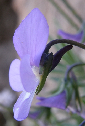 Viola cheiranthifolia