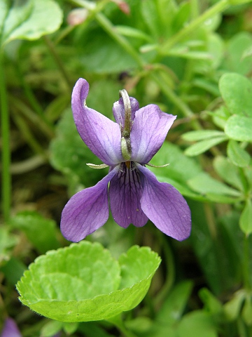 Viola odorata