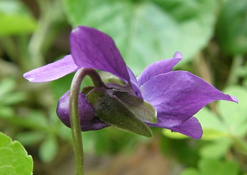 Viola odorata