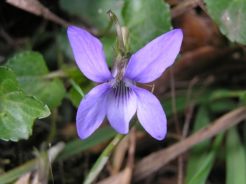 Viola riviniana