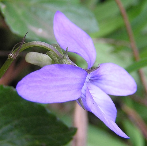 Viola riviniana