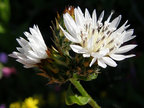 Volutaria bollei