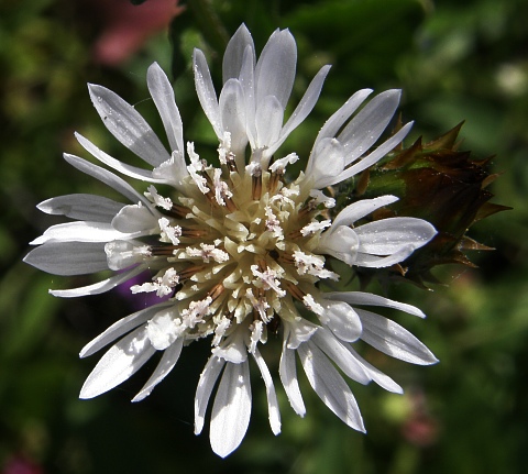 Volutaria bollei