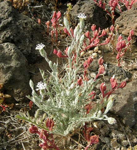 Volutaria
          canariensis