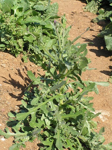 Volutaria tubuliflora