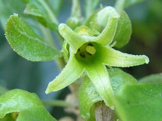 Flor de Withania aristata