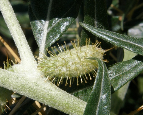 Xanthium spinosum