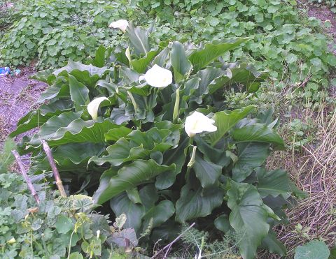 Zantedeschia aethiopica