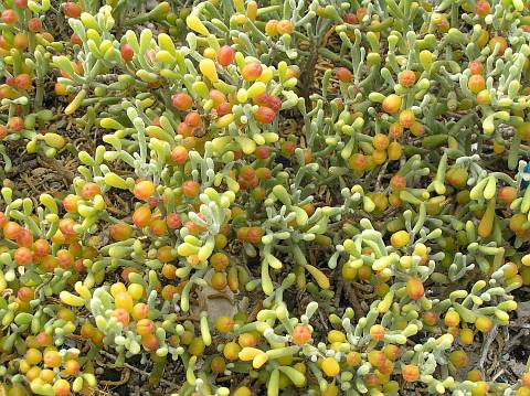 Tetraena
          fontanesii